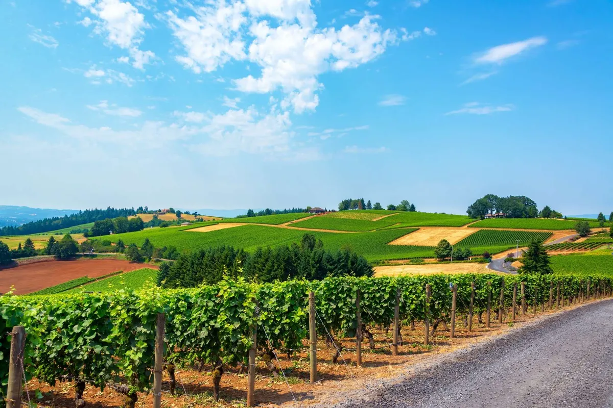 A sweeping view of lush vineyards stretching across rolling hills under a vibrant blue sky. A dirt road meanders through the scene, with distant houses dotting the horizon, evoking the essence of wine country. The setting is tranquil and inviting, ideal for outdoor activities like wine tasting, hiking, and photography.